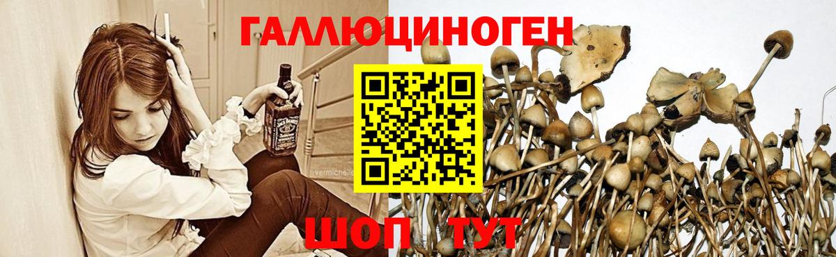 Углич  Галлюциногенные грибы Cubensis  Вход с VPN 